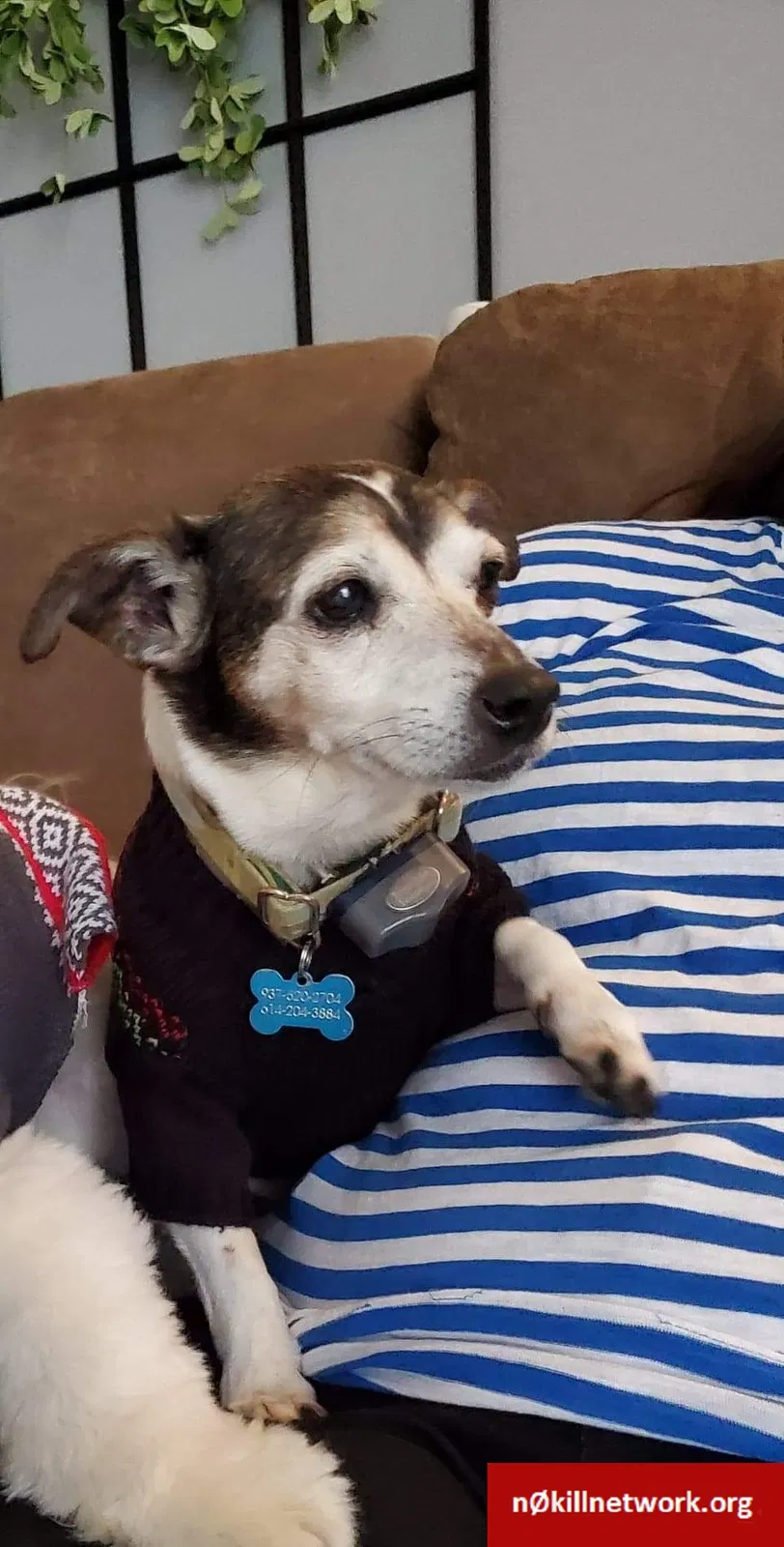 Lost dog in Troy, OH, 45373
