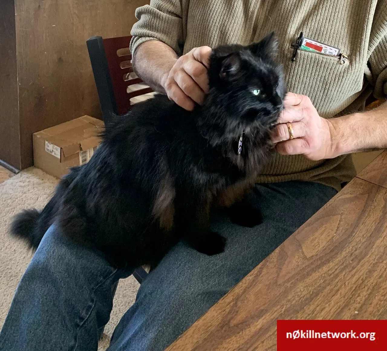 Lost cat in Holland, MI, 49424