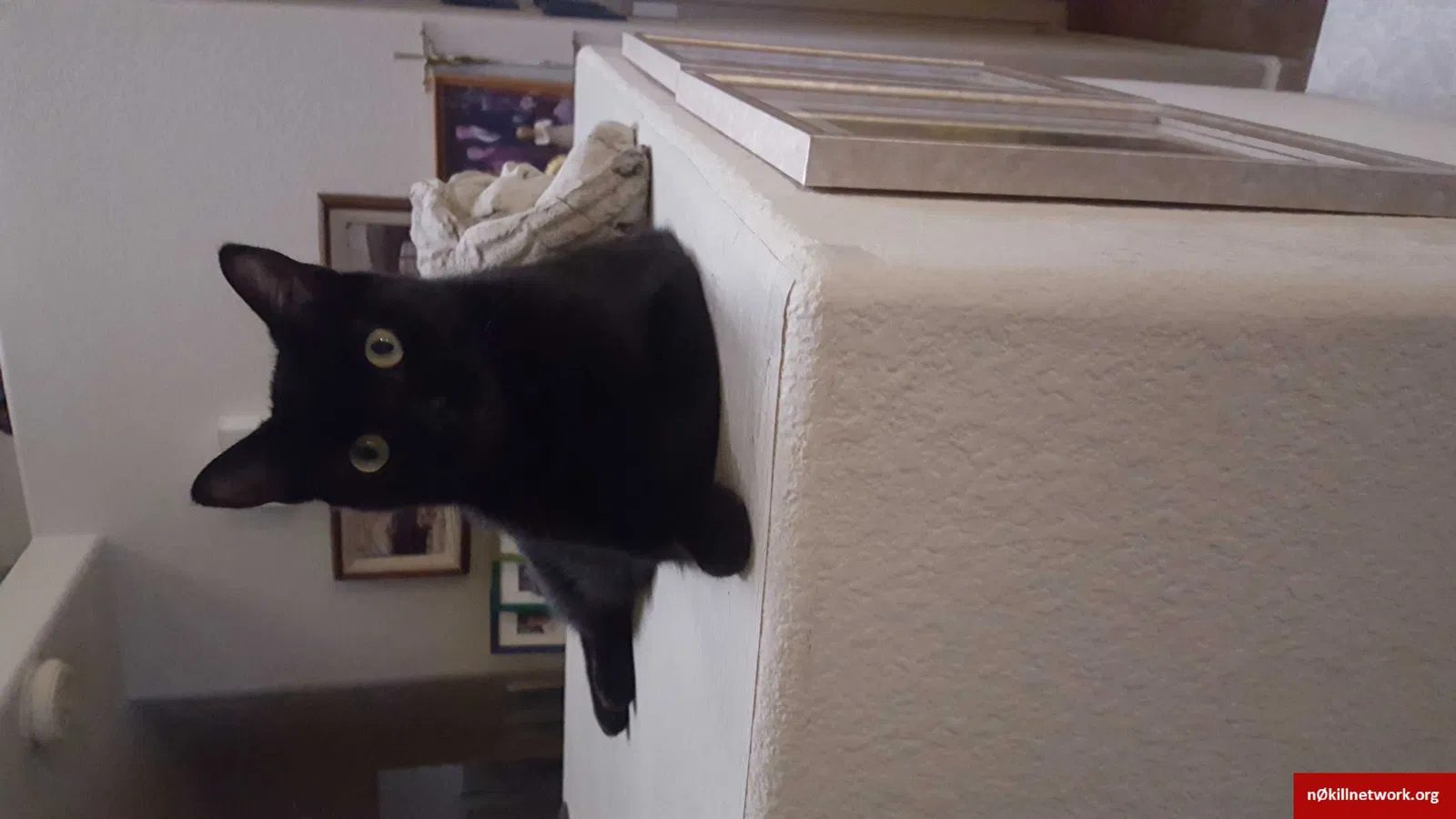 Lost cat in Merced, CA, 95341