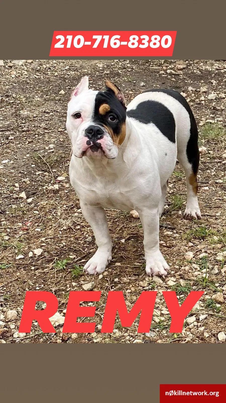Lost dog in Beaumont, TX, 77702