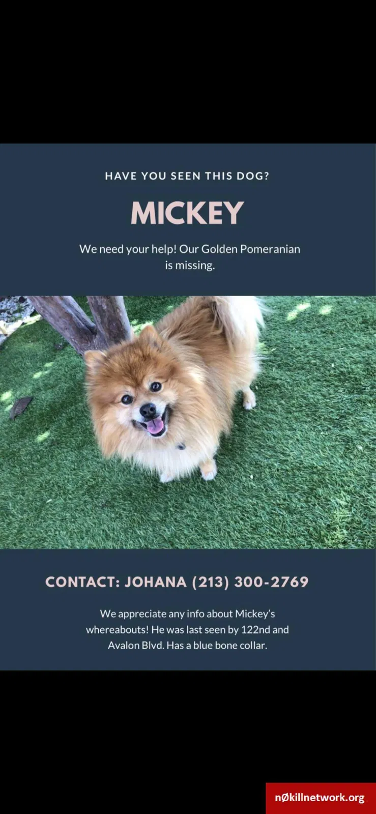 Lost dog in Los Angeles, CA, 90061