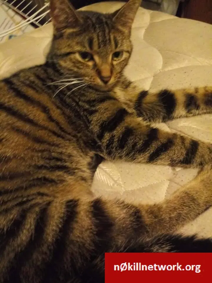 Lost cat in Champaign, IL, 61822
