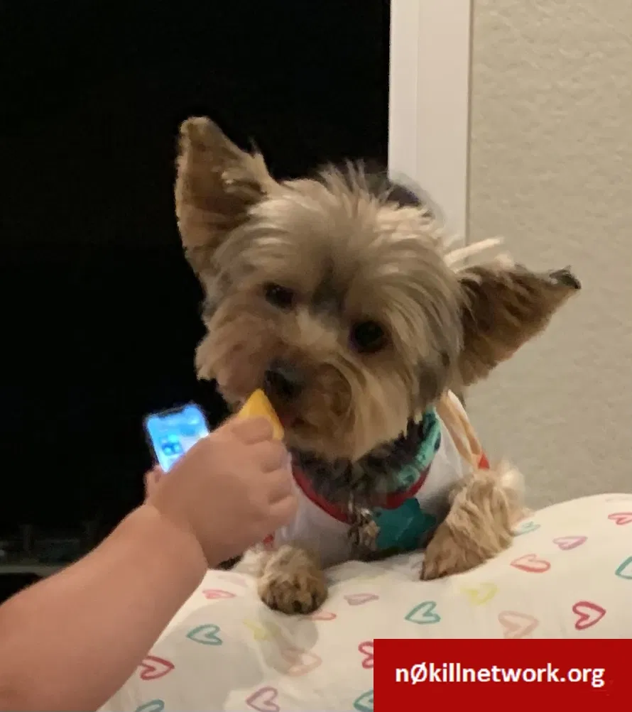 Lost dog in Palmer Lake, CO, 80133