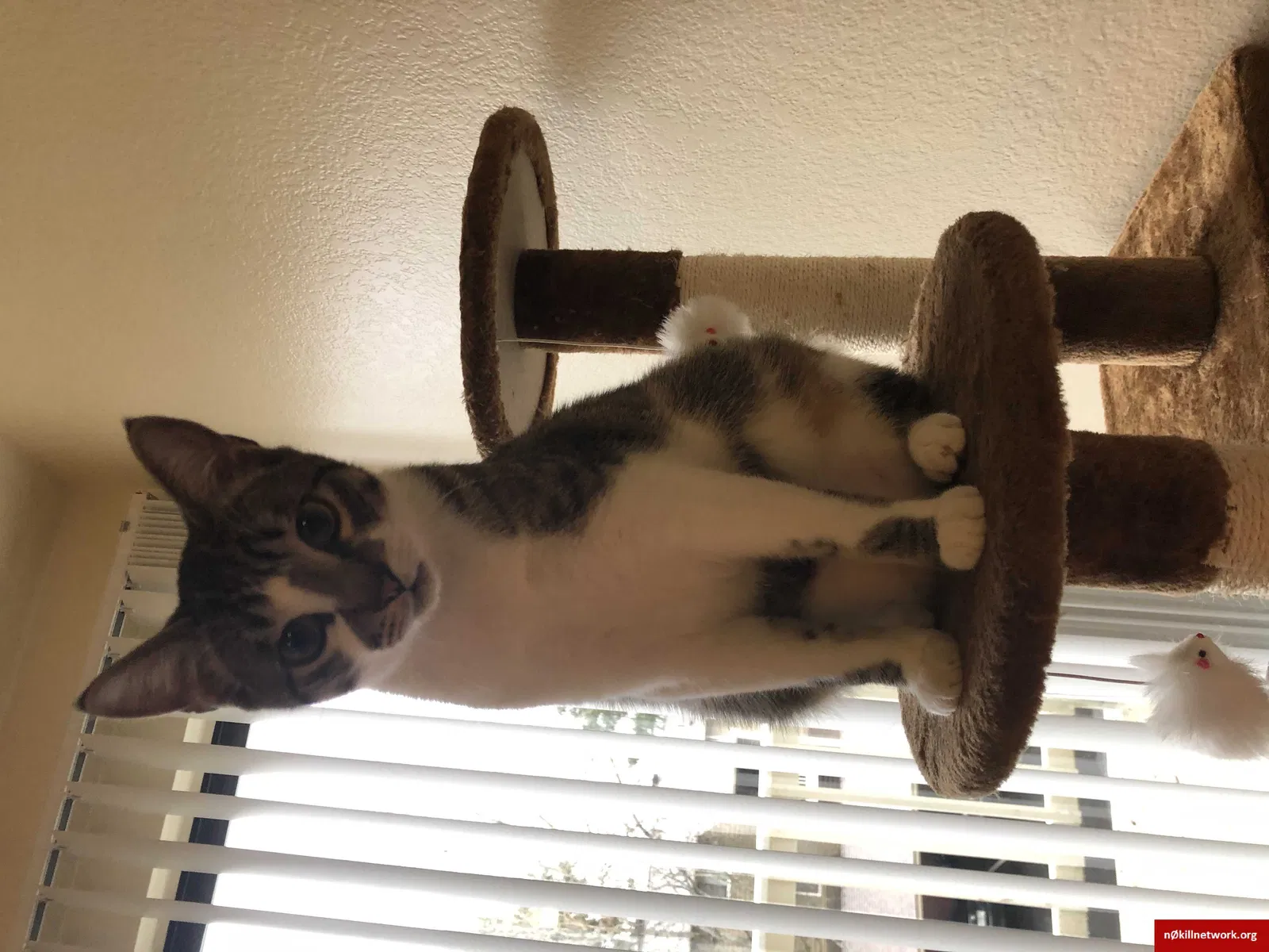 Lost cat in Redmond, WA, 98052