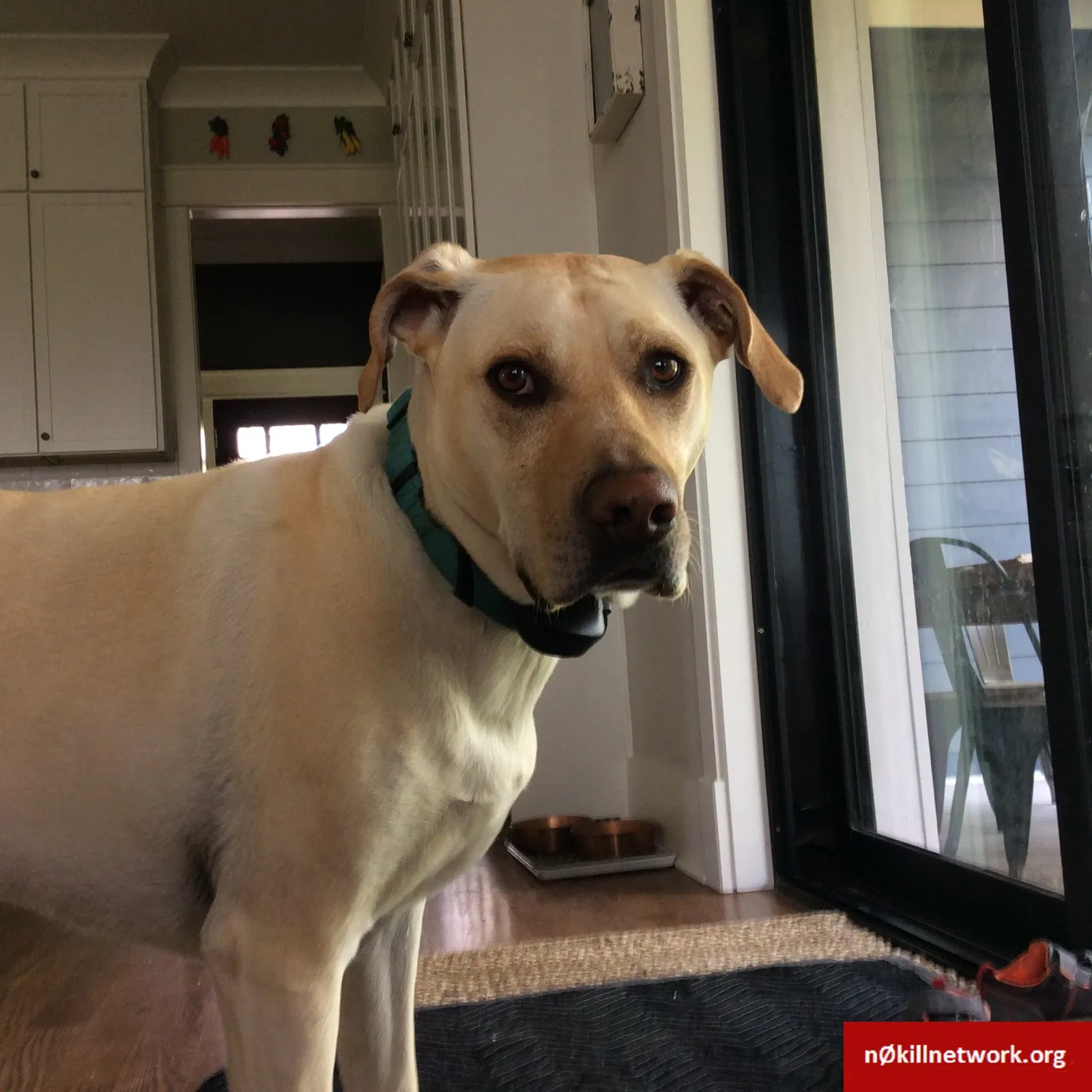 Lost dog in Nashville, TN, 37209
