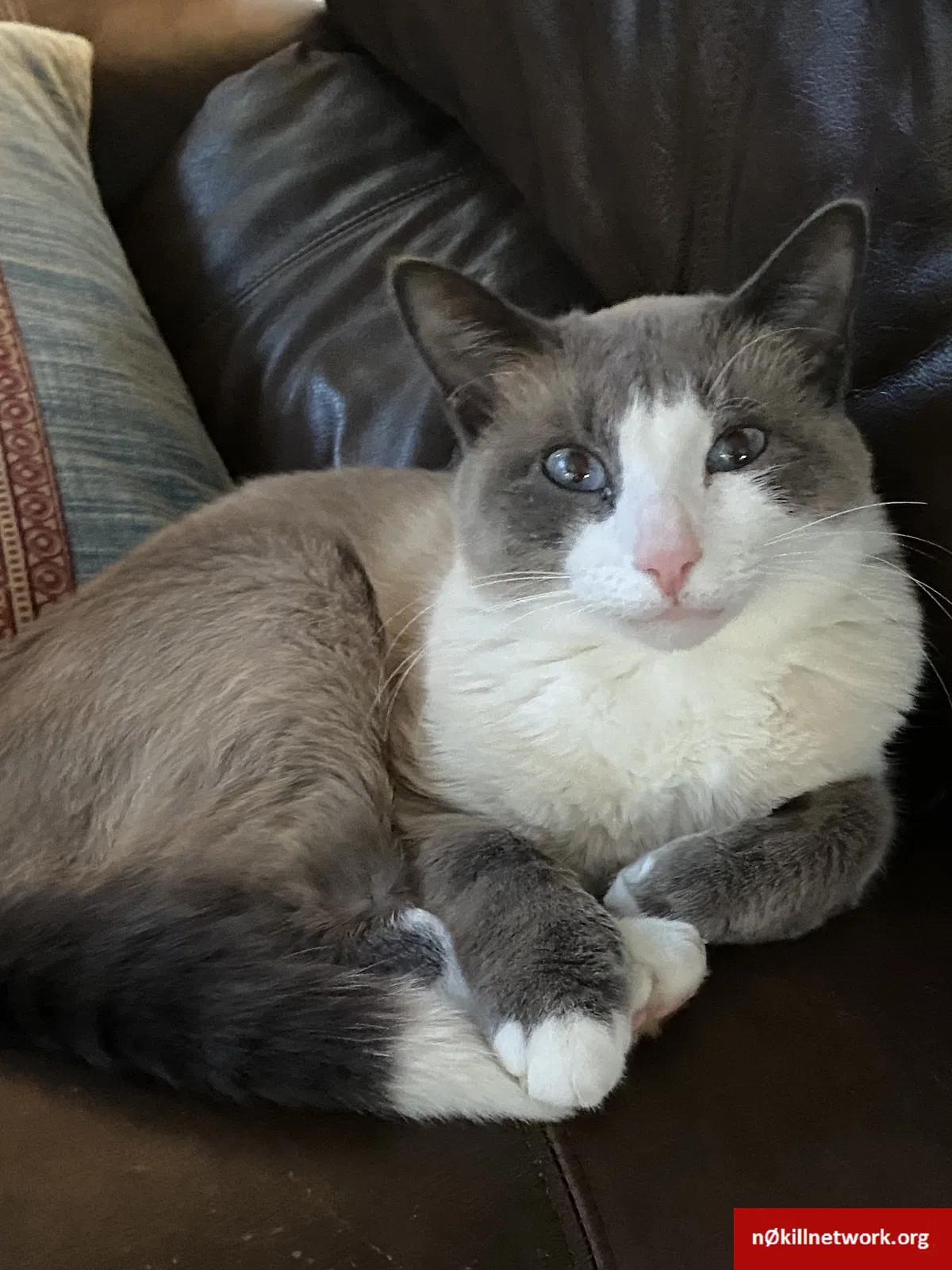 Lost cat in Oviedo, FL, 32765