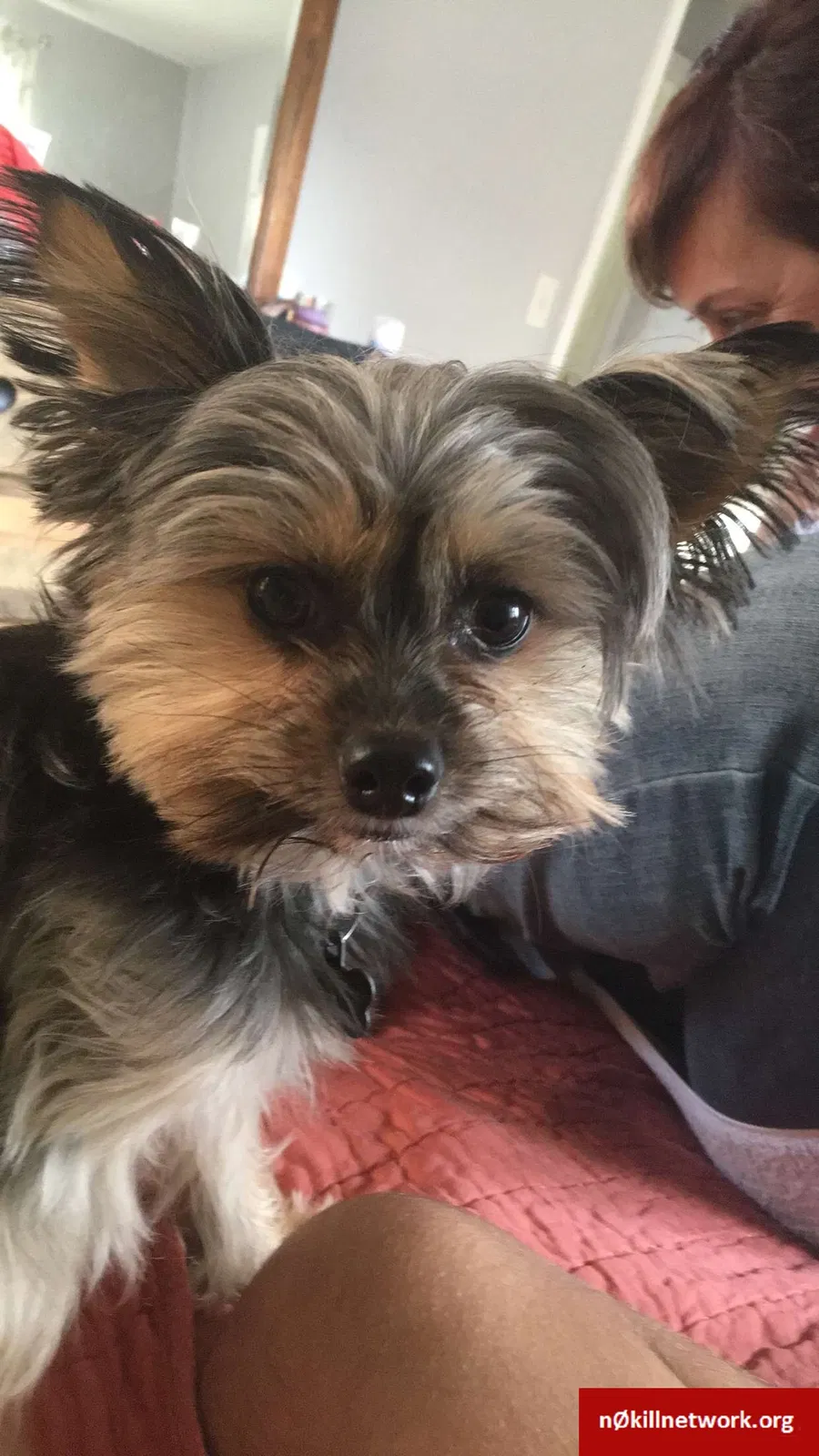 Lost dog in Savannah, GA, 31401