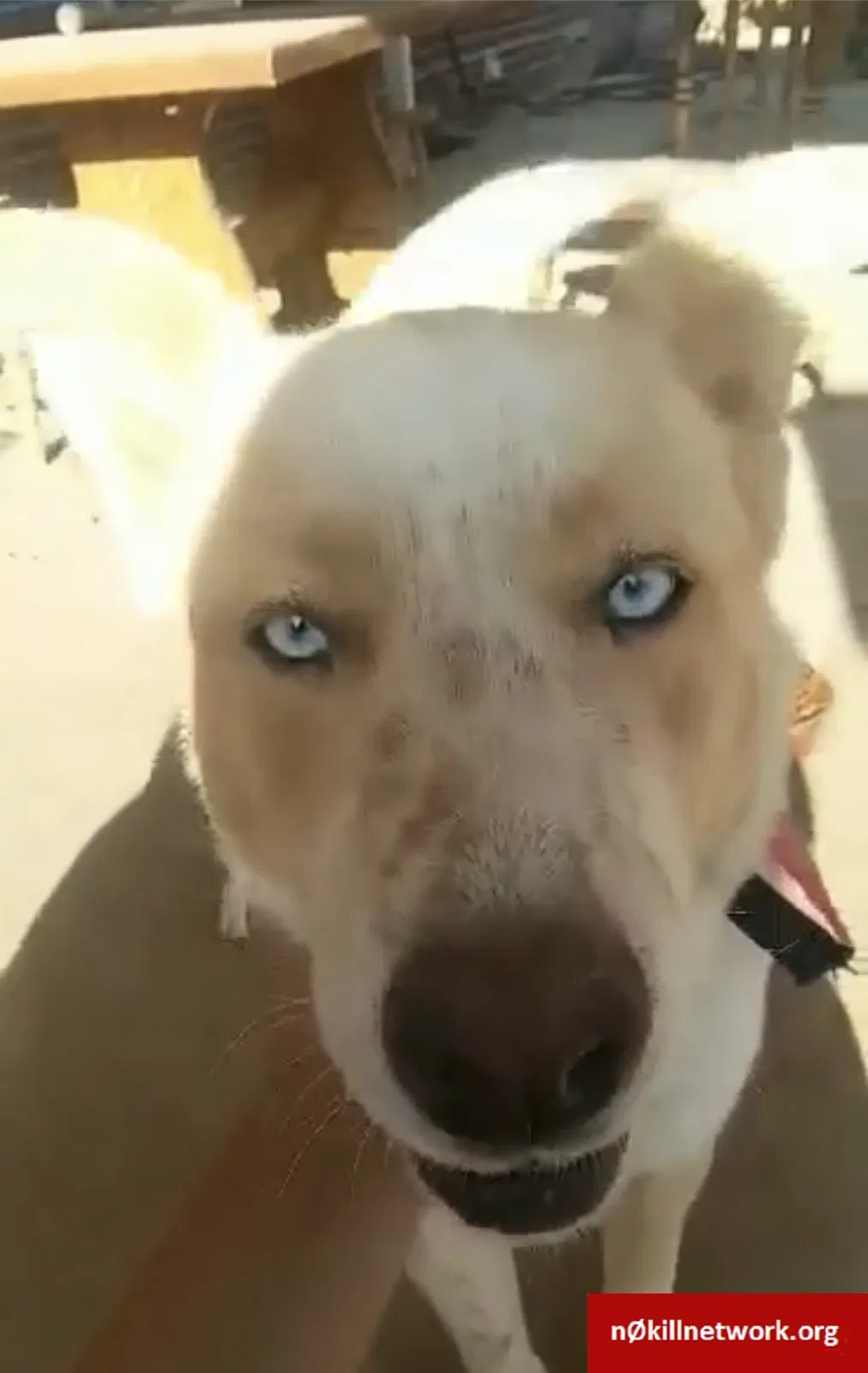 Lost dog in Denver, CO, 80249