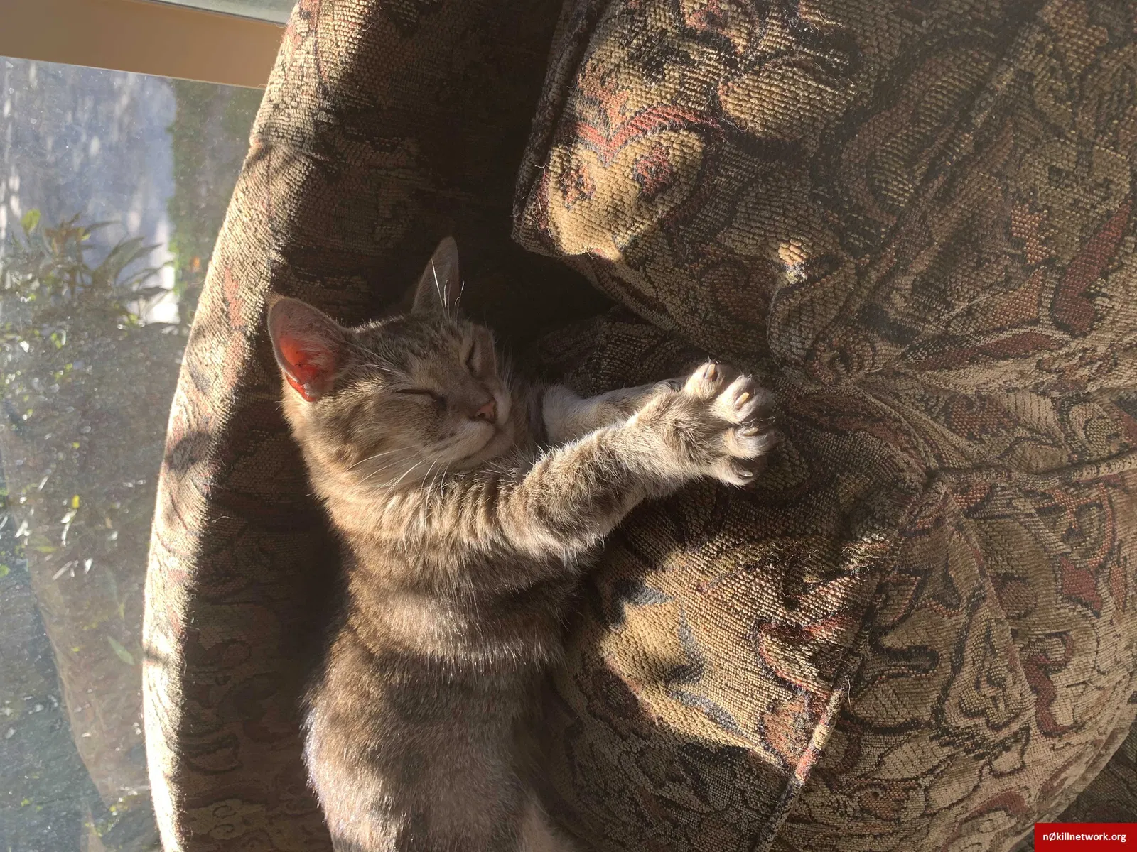 Lost cat in Gresham, OR, 97030