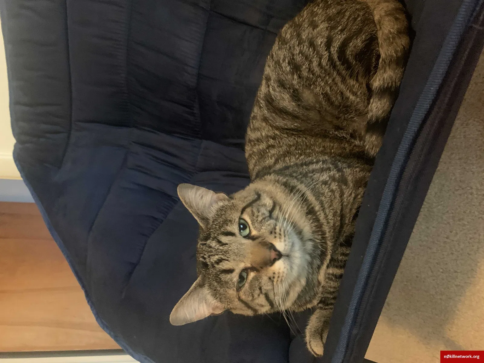 Lost cat in West Lafayette, IN, 47906