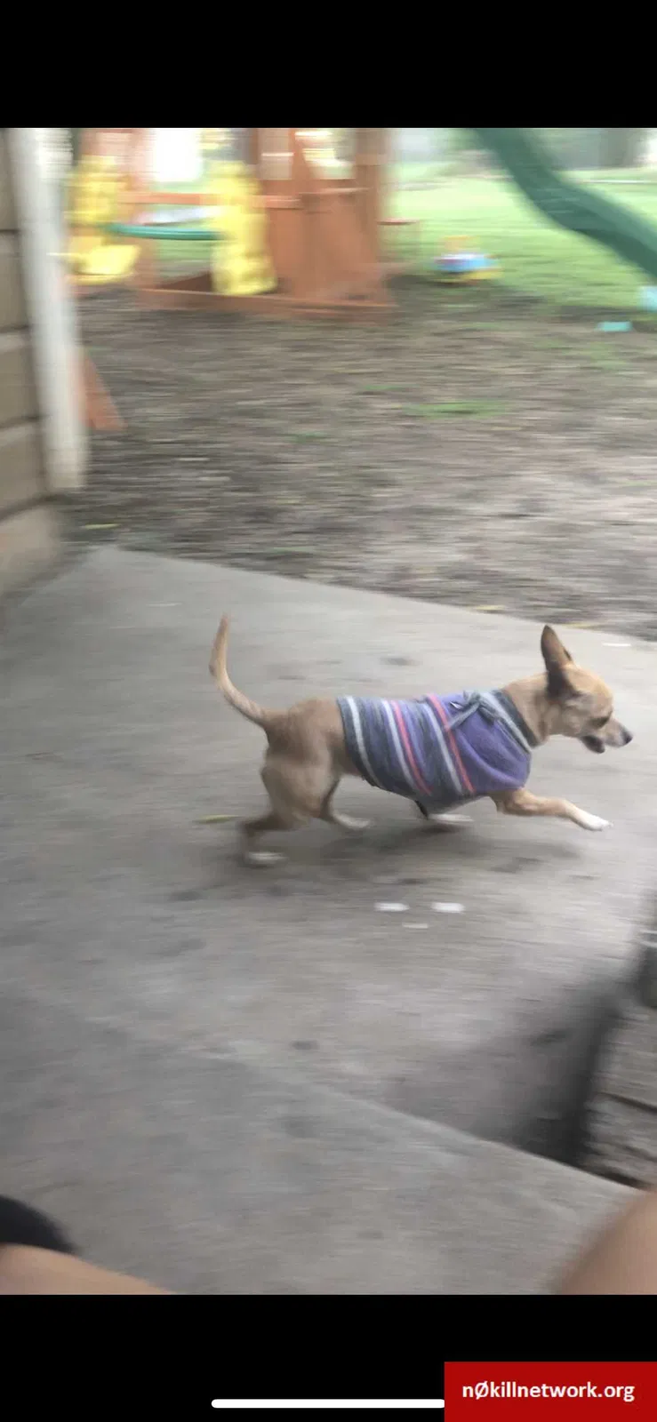 Lost dog in Temple, TX, 76504