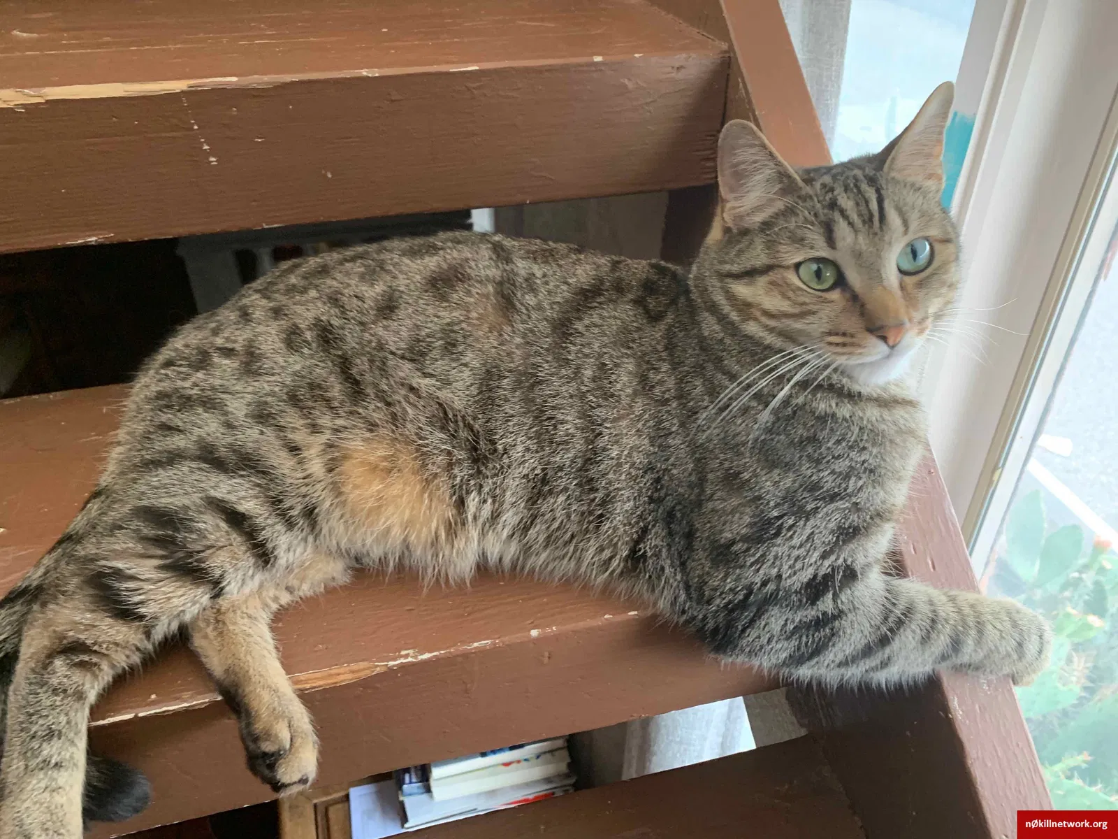 Lost cat in Albuquerque, NM, 87104