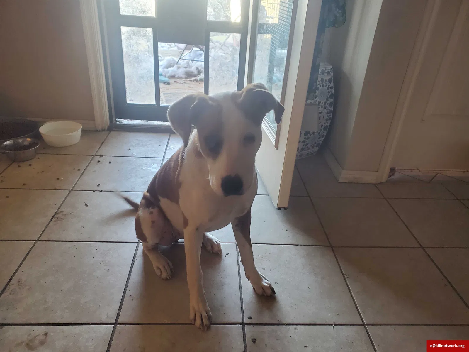 Lost dog in Skiatook, OK, 74070