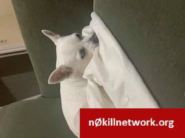 Lost dog in Jacksonville, FL, 32207