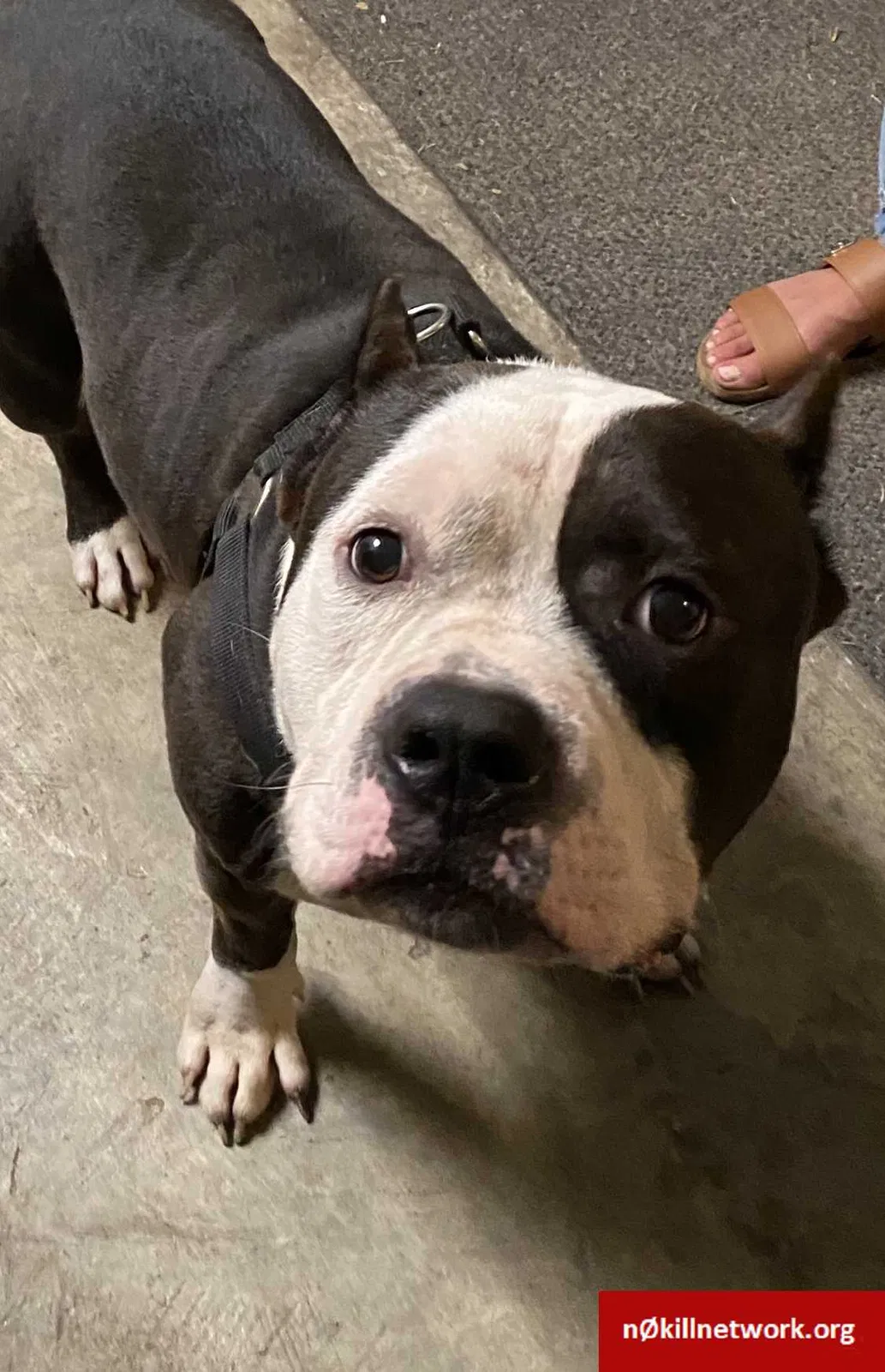 Found dog in Casselberry, FL, 32707