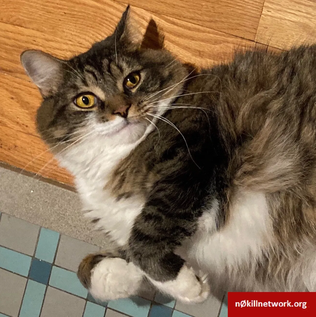 Lost cat in Grand Rapids, MI, 49506
