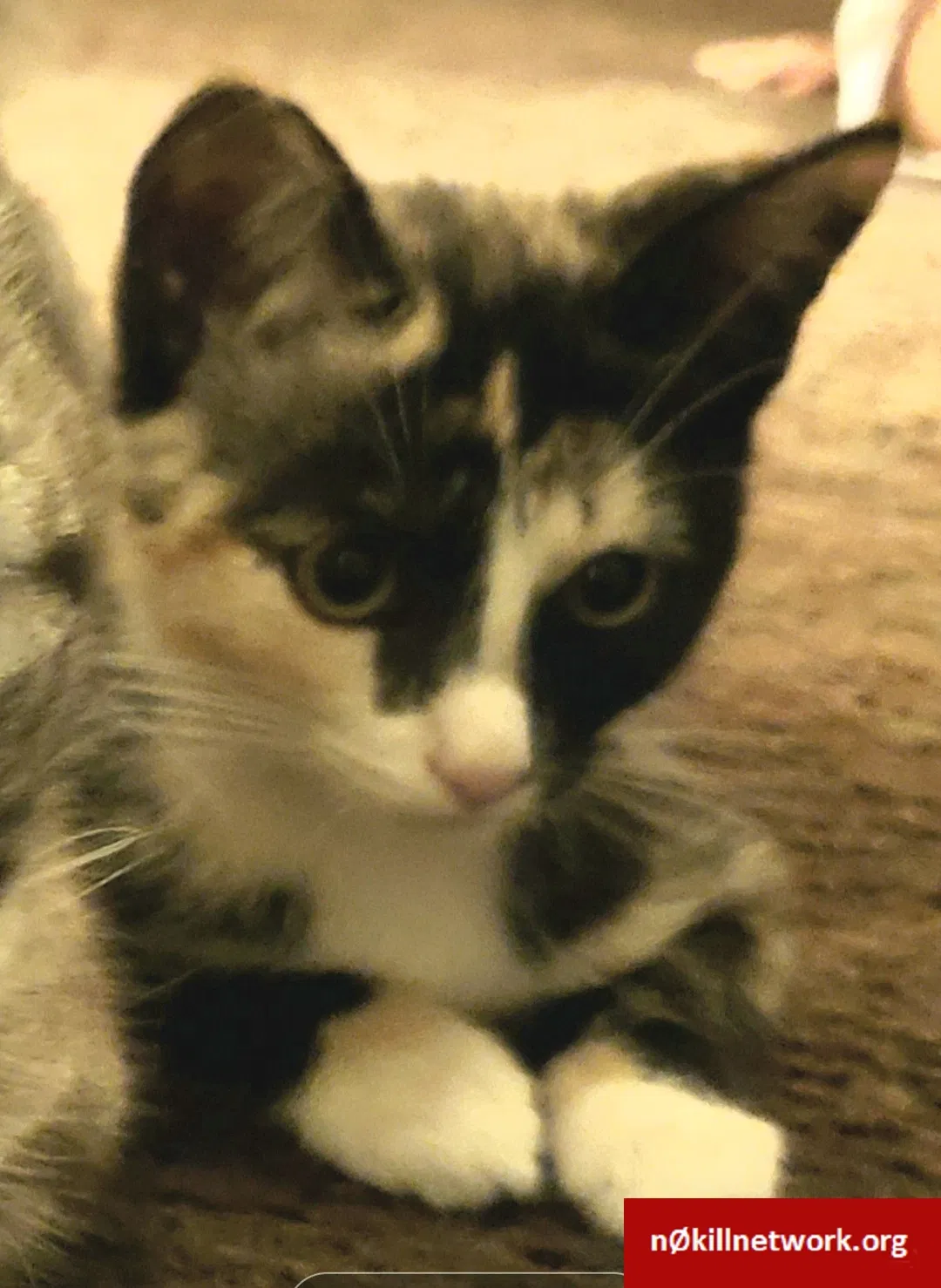 Lost cat in Ontario, CA, 91761