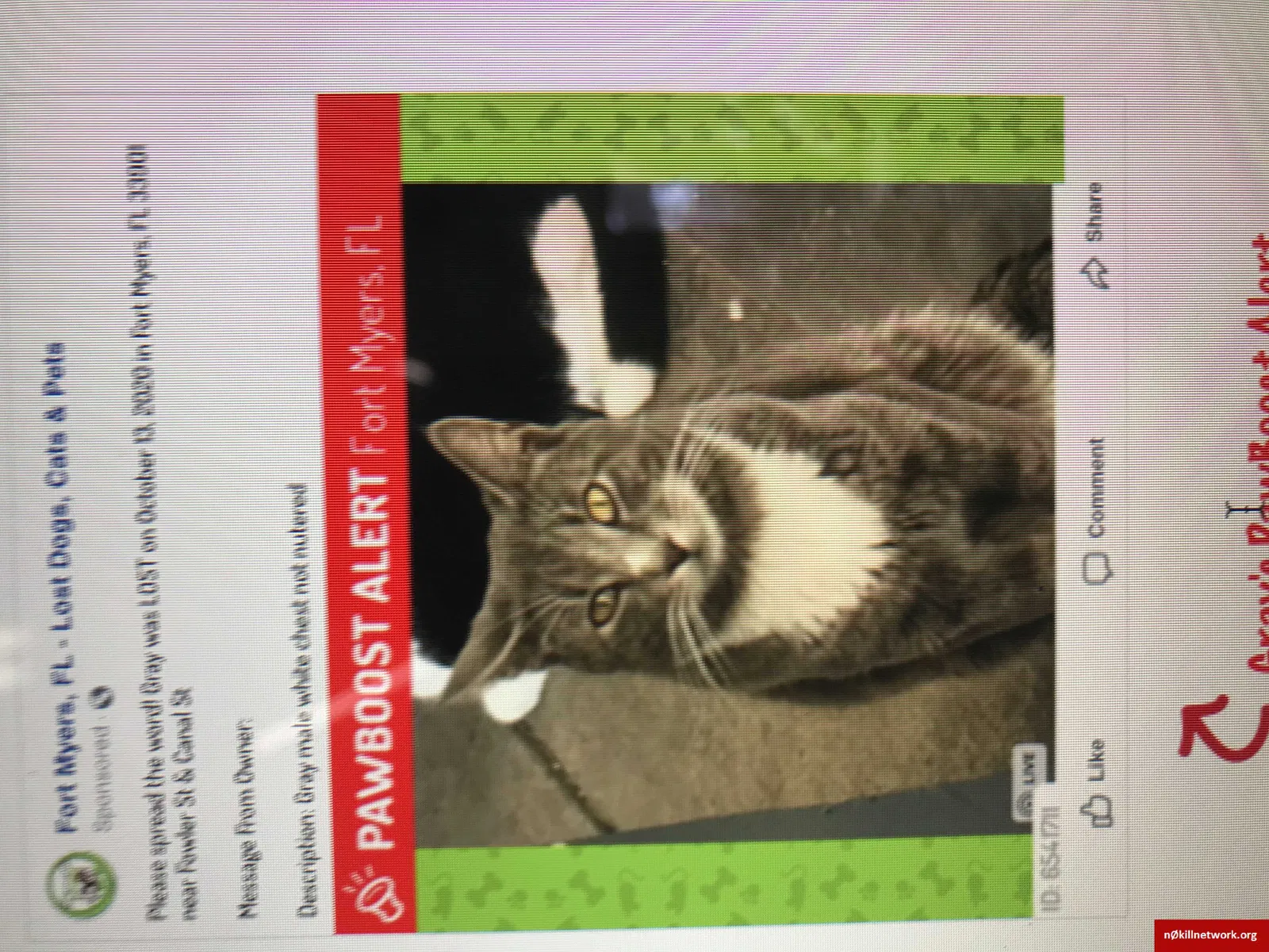 Lost cat in Fort Myers, FL, 33901