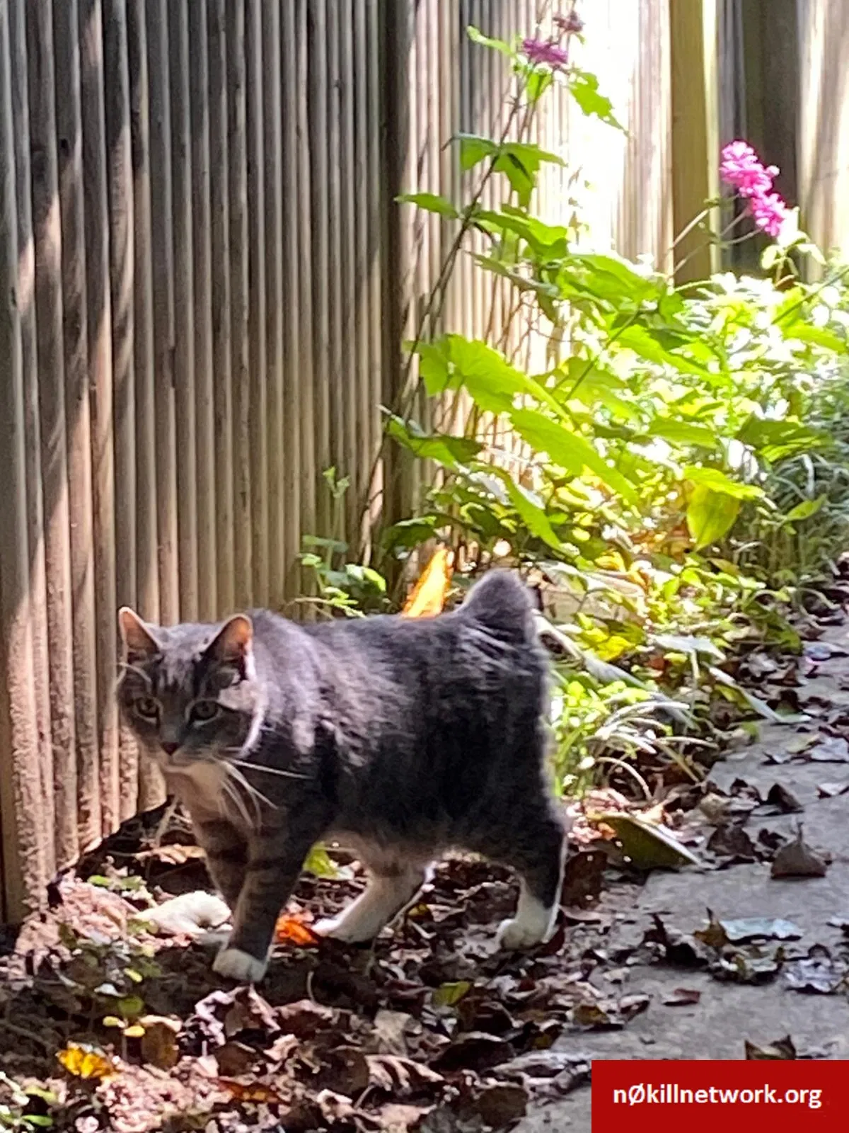 Lost cat in Falls Church, VA, 22043