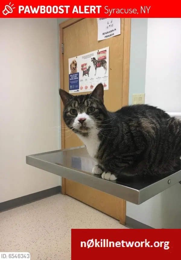 Lost cat in Syracuse, NY, 13203