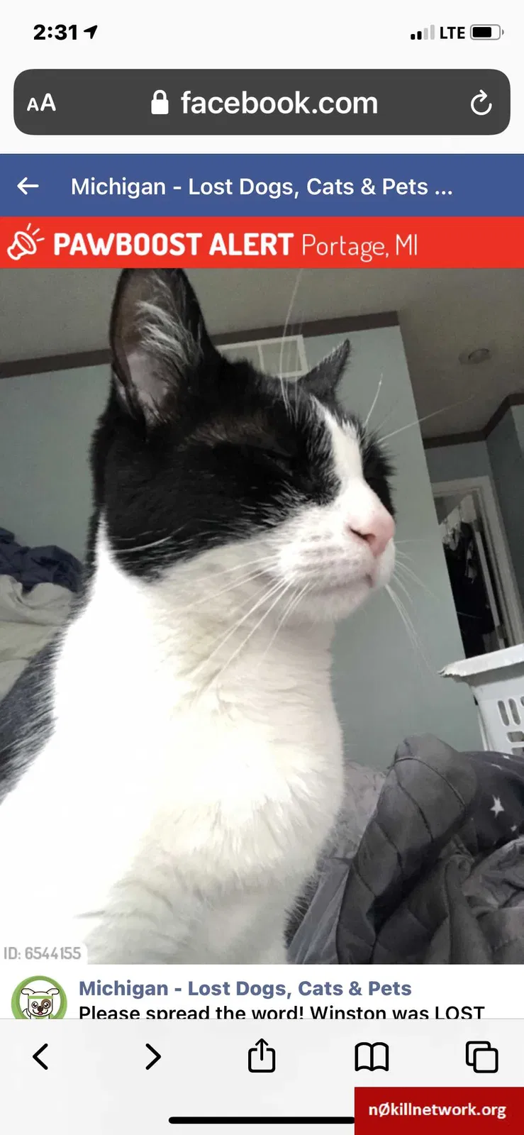 Lost cat in Portage, MI, 49002
