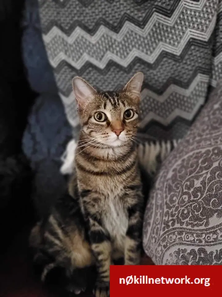 Lost cat in Odessa, TX, 79762