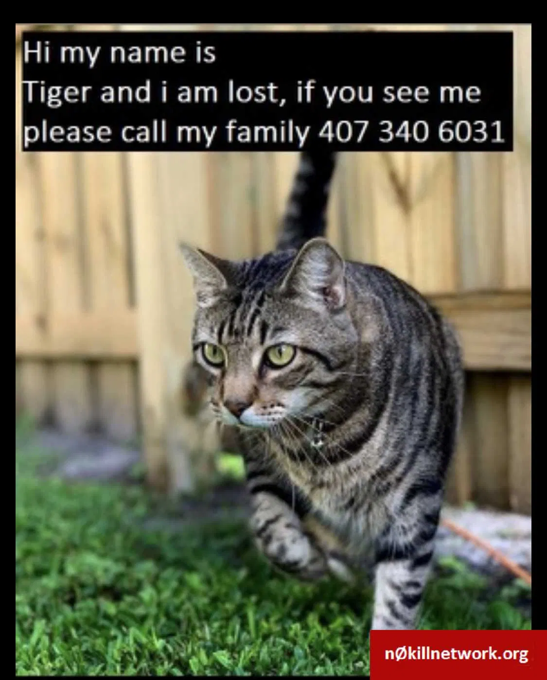 Lost cat in Longwood, FL, 32750