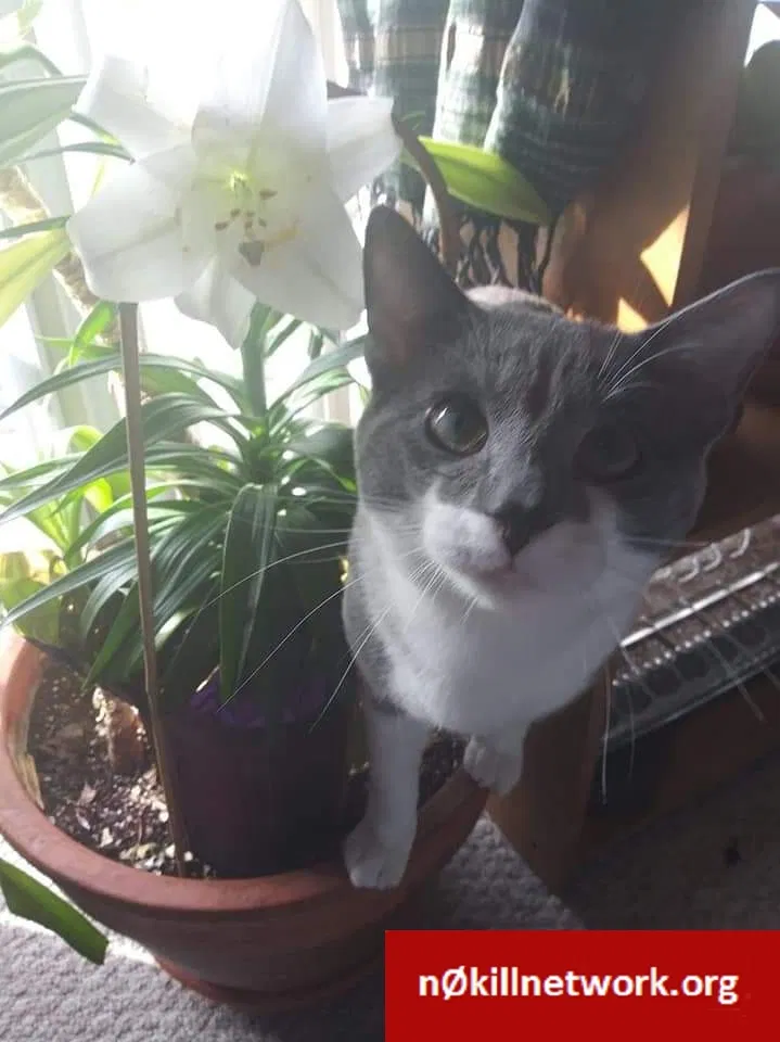 Lost cat in Oshkosh, WI, 54904