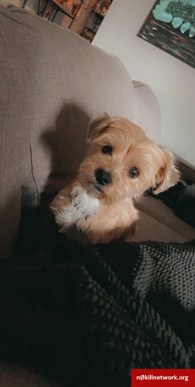 Lost dog in Topeka, KS, 66607