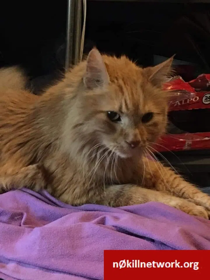Lost cat in Hiawatha, IA, 52233