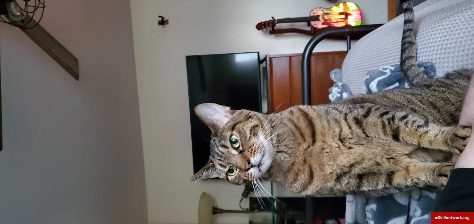 Lost cat in Columbus, IN, 47201
