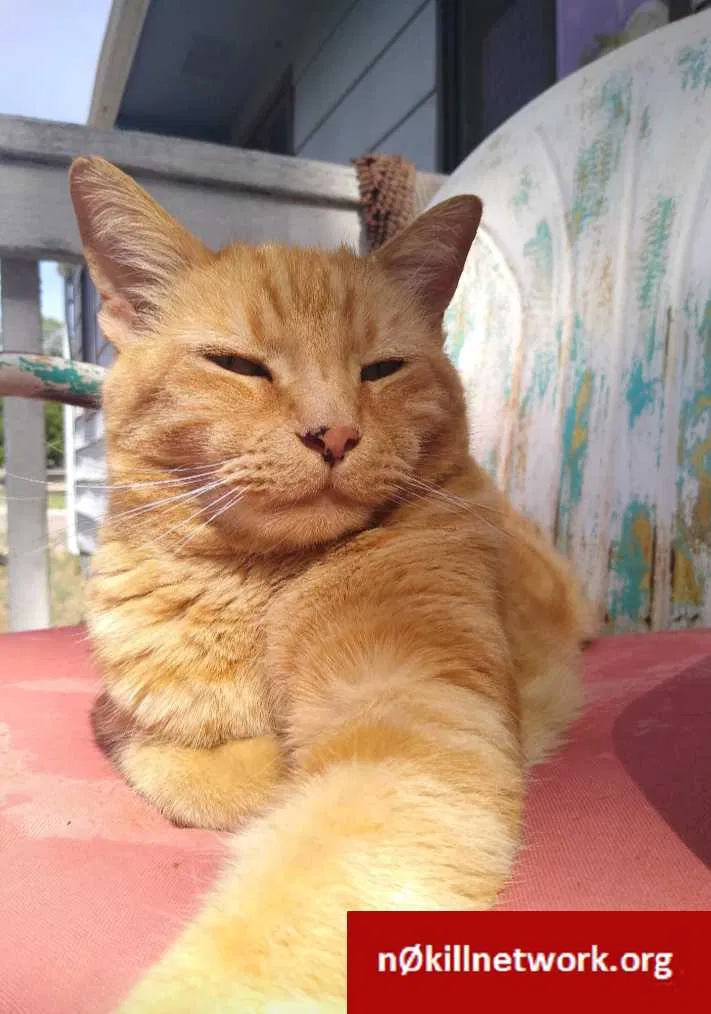 Lost cat in Colorado Springs, CO, 80907