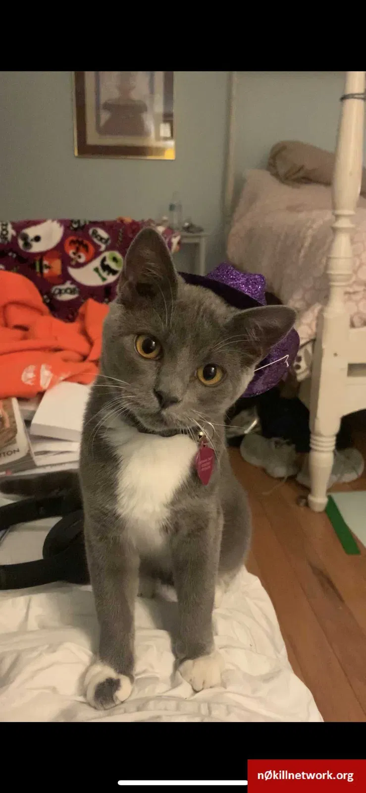 Lost cat in Memphis, TN, 38134