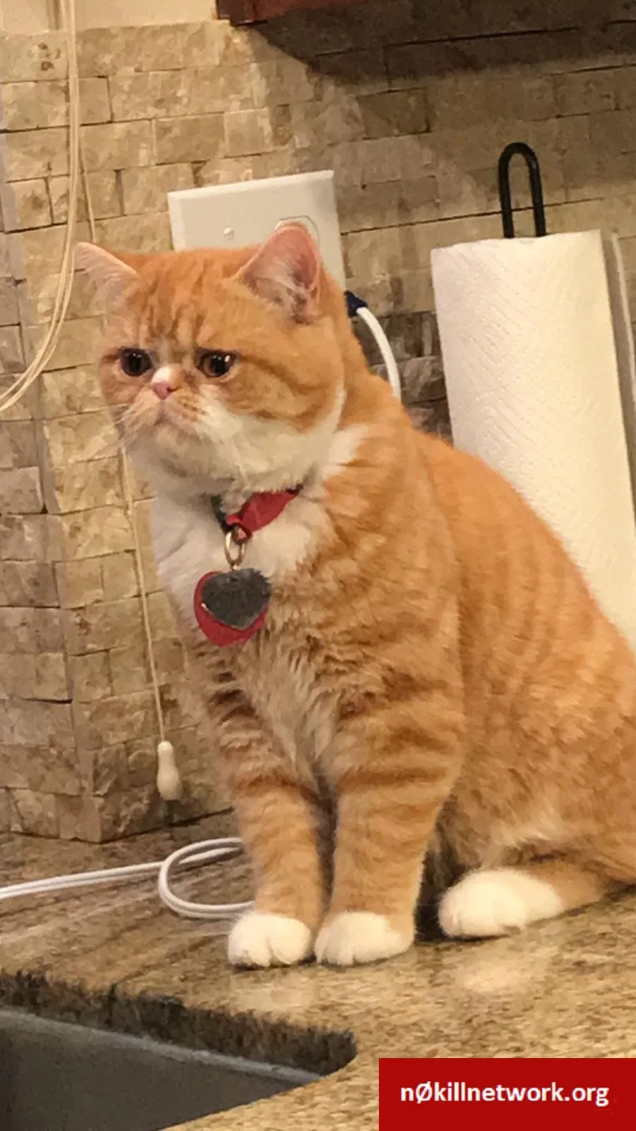 Lost cat in Snohomish, WA, 98296