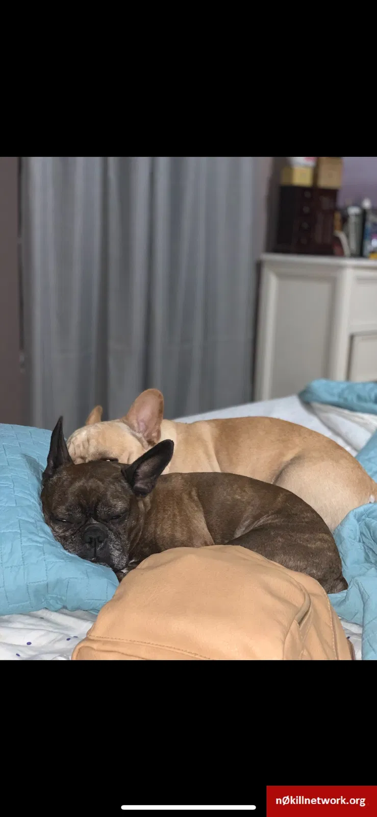 Lost dog in Grant, FL, 32949