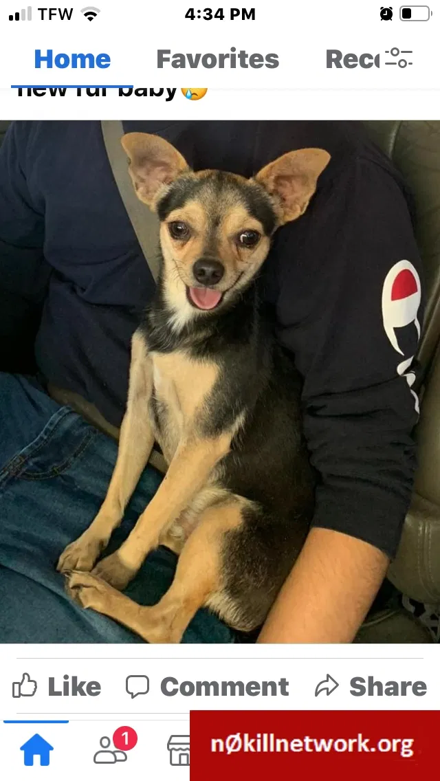 Lost dog in Unknown, TX, 7971