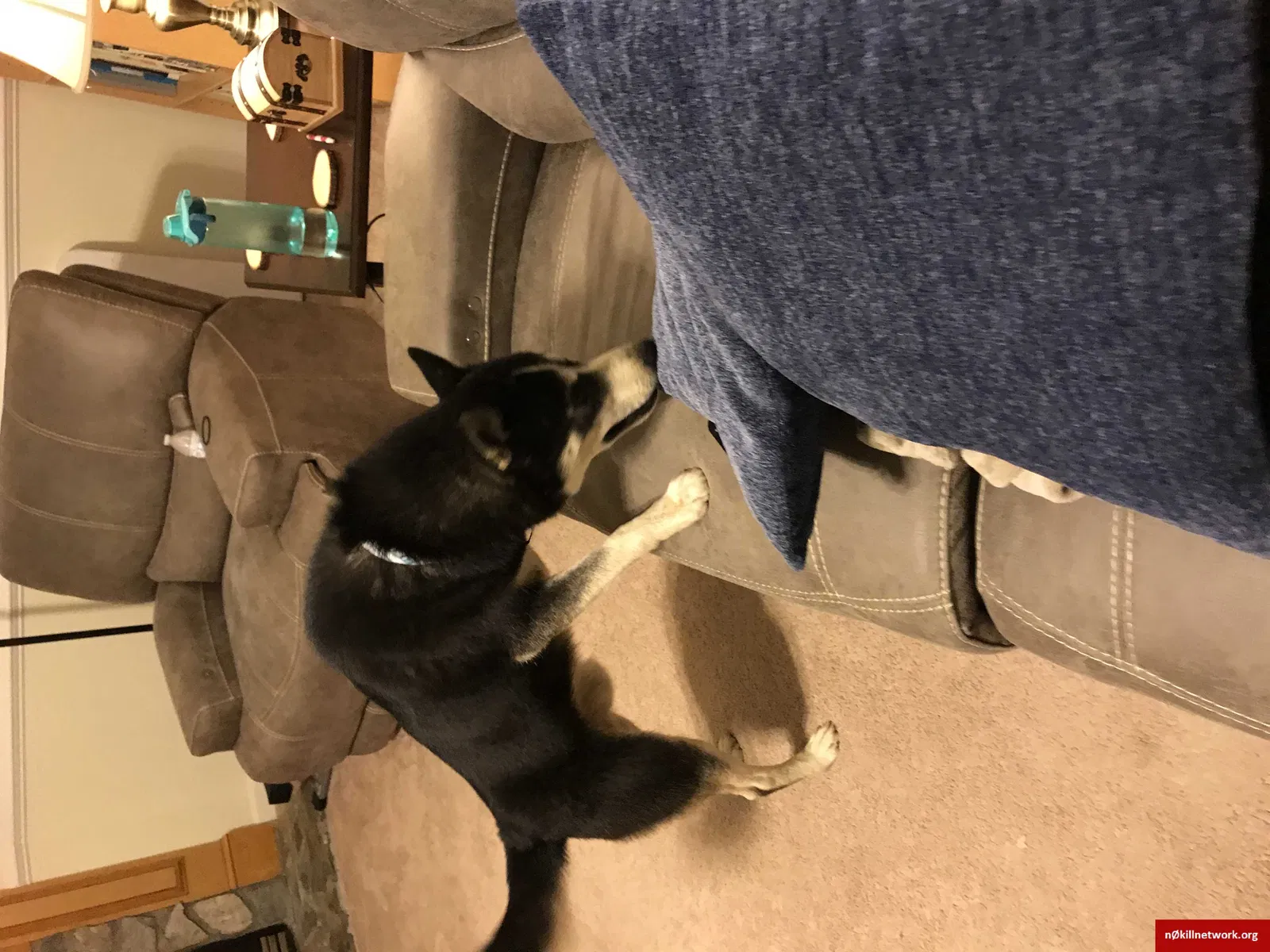 Found dog in Clayton, NC, 27520
