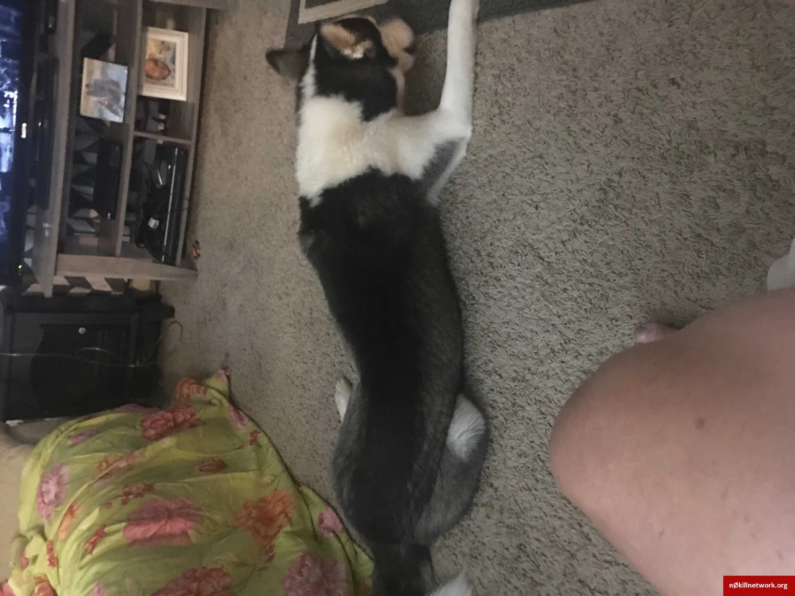 Lost dog in Springfield, TN, 37172