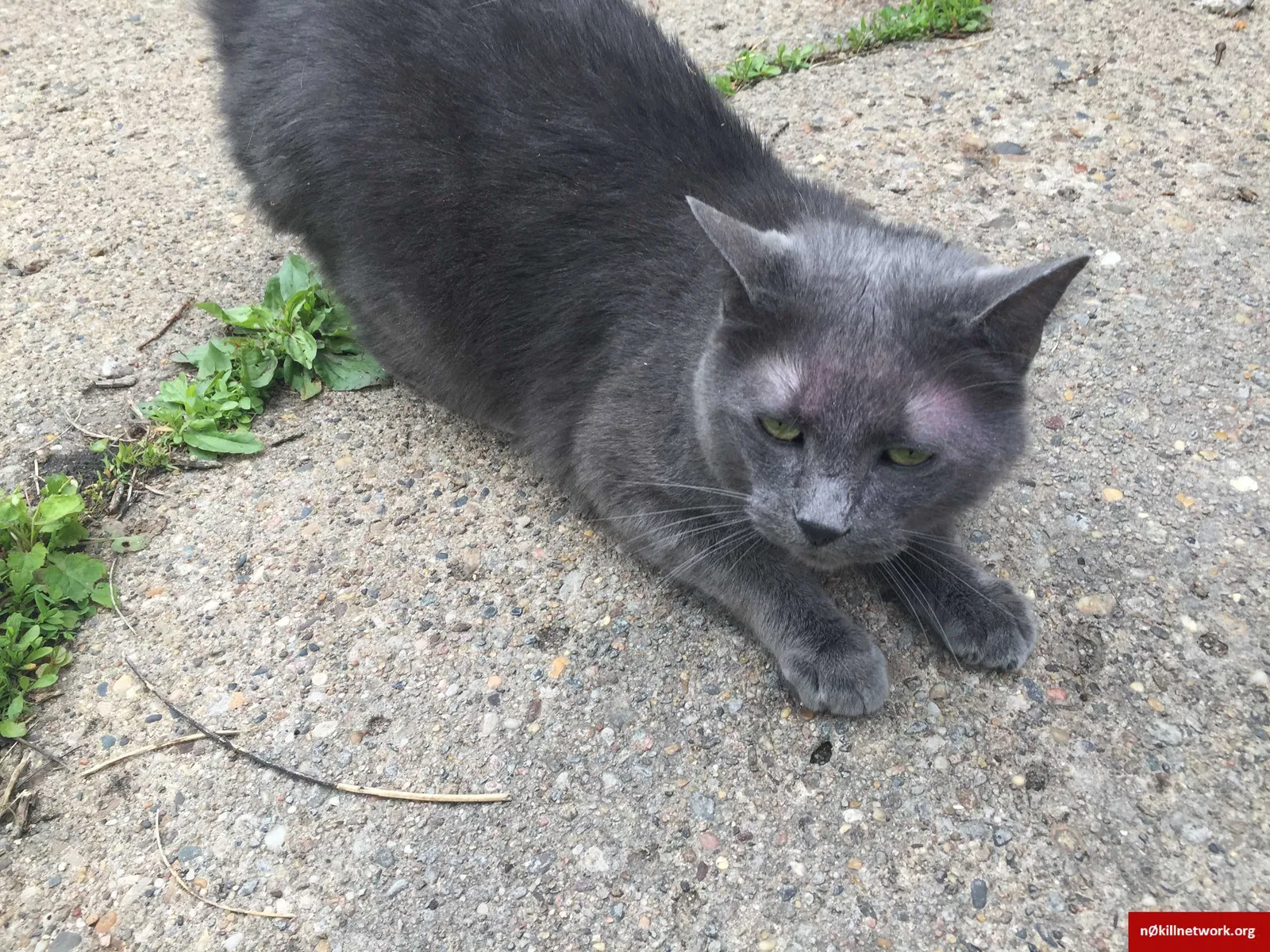 Lost cat in Des Moines, IA, 50309