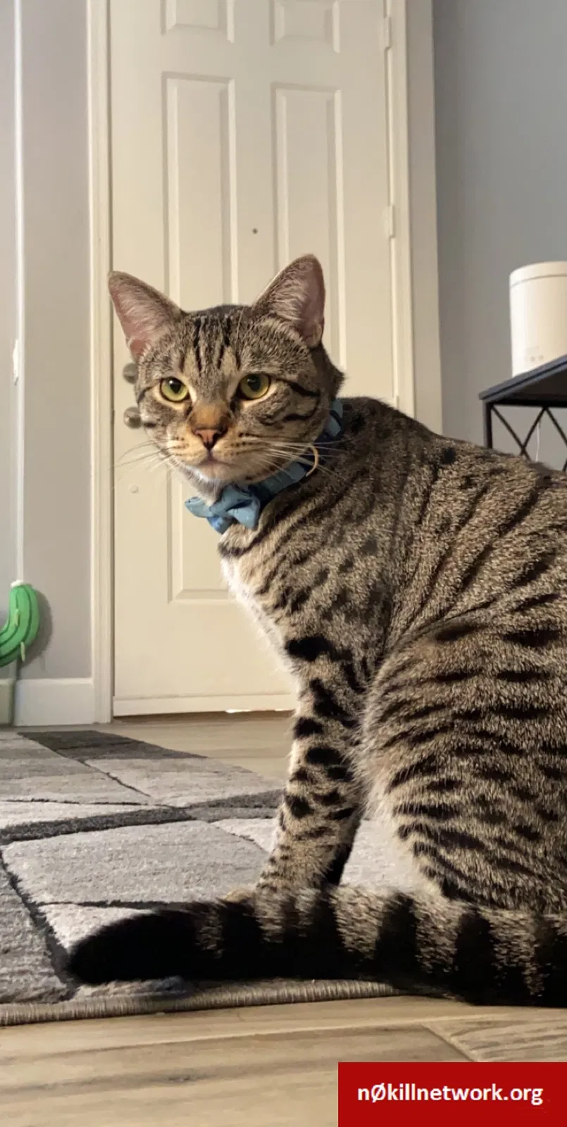 Lost cat in Gilbert, AZ, 85297