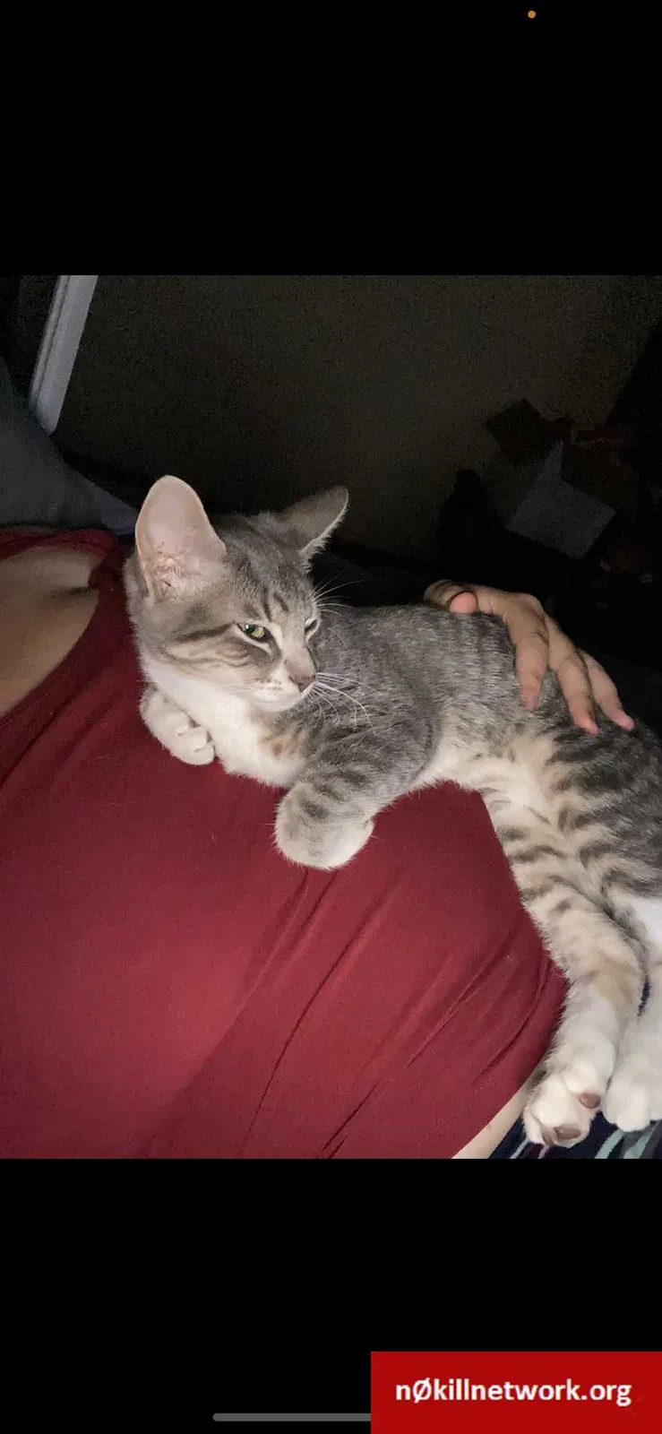Lost cat in Saint Louis, MO, 63114
