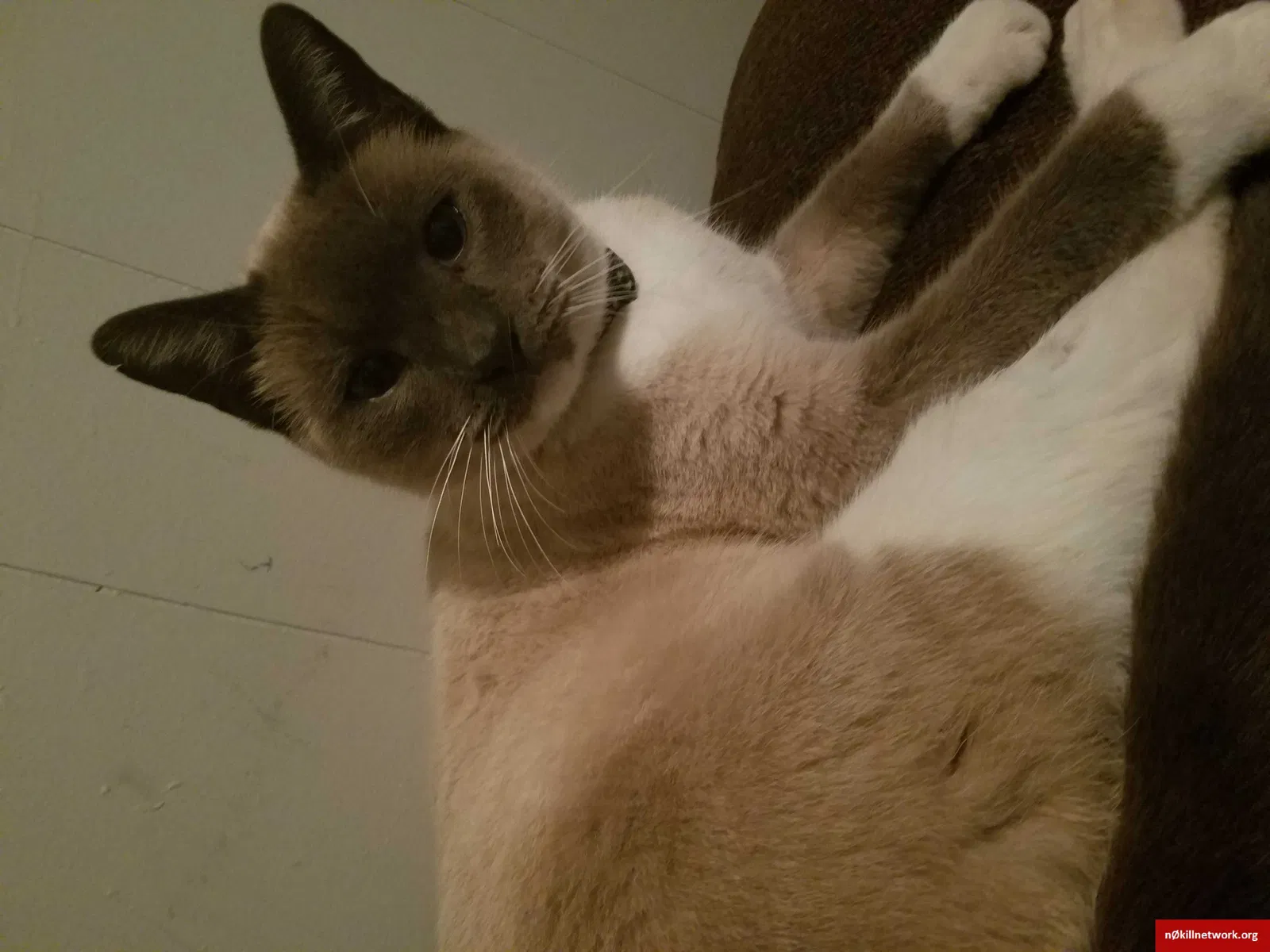 Lost cat in Atlanta, GA, 30316