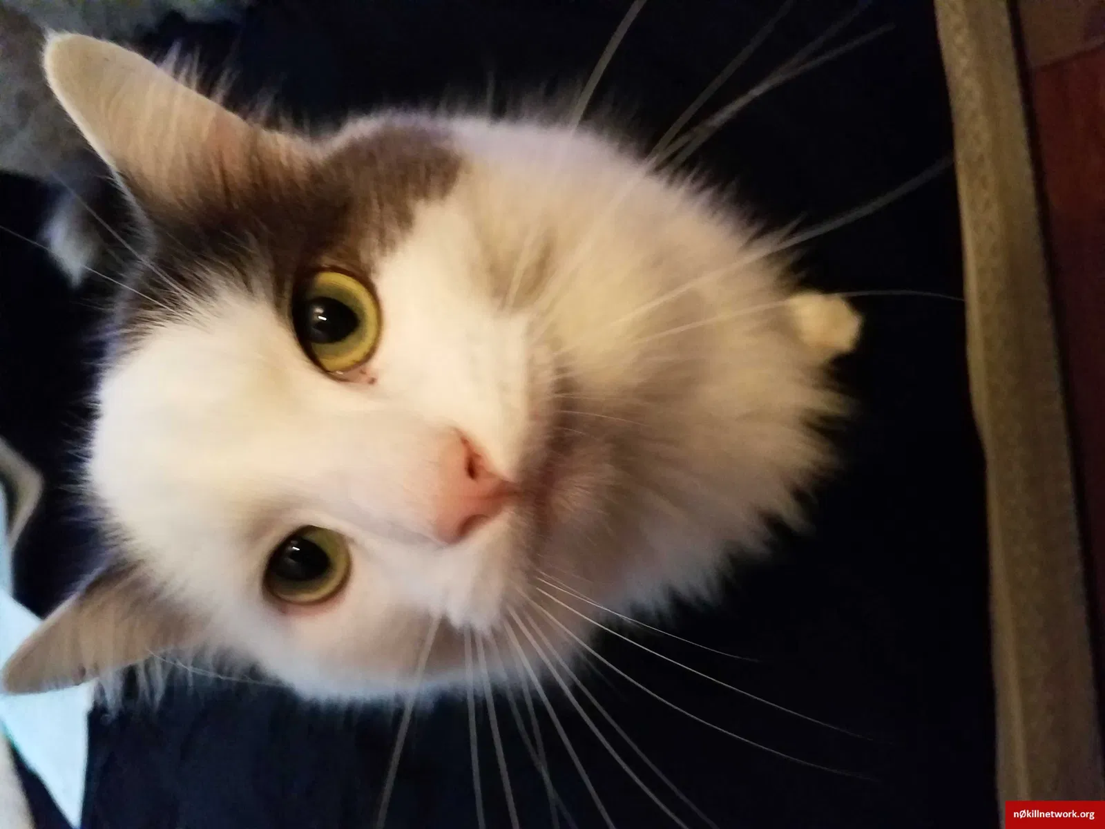 Lost cat in Federal Way, WA, 98003