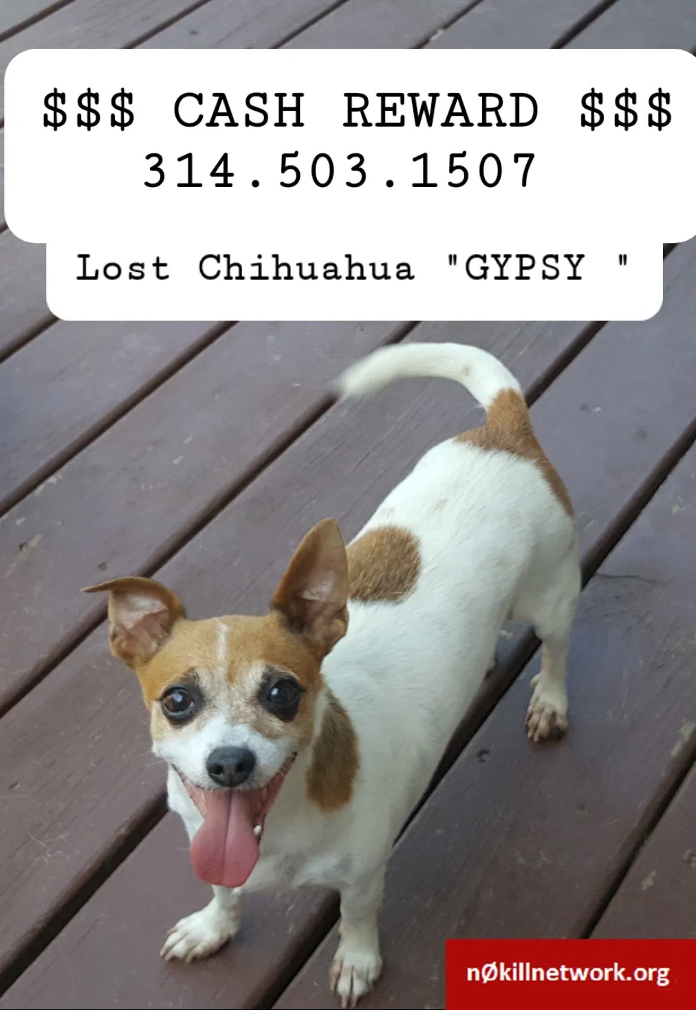 Lost dog in Saint Louis, MO, 63116