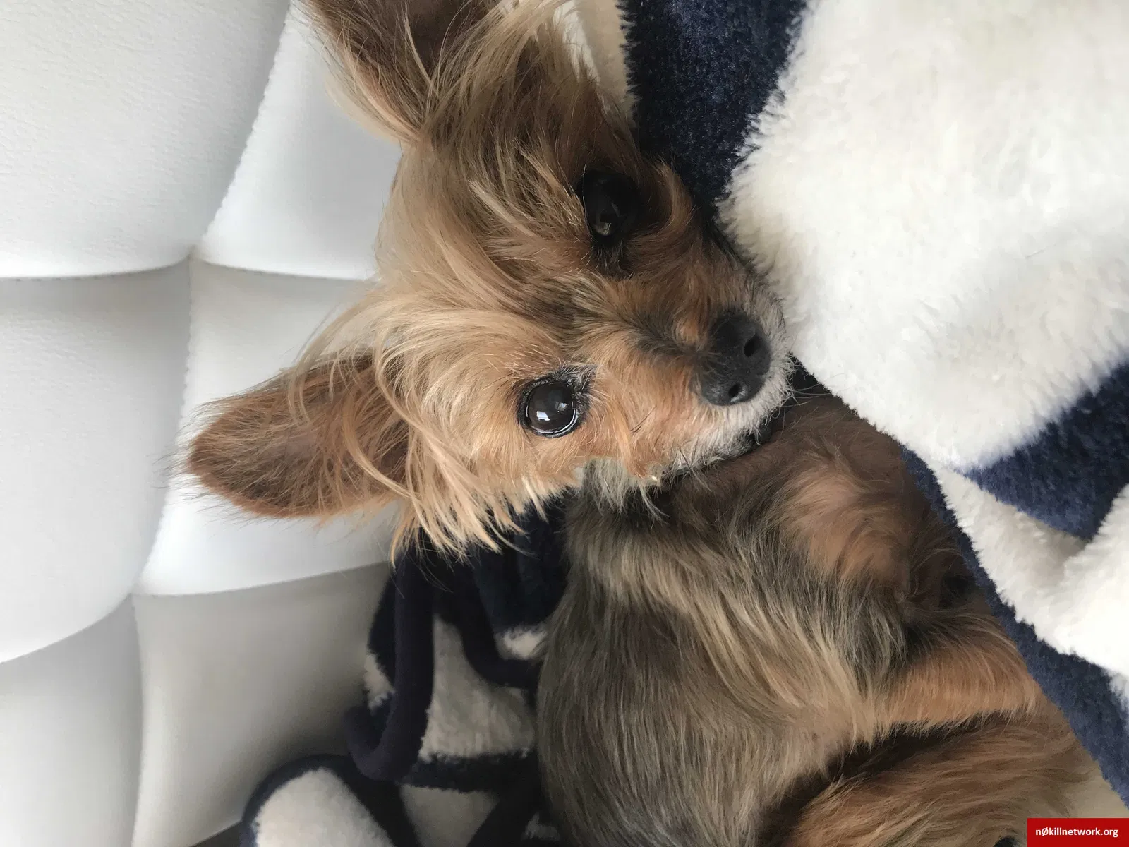 Lost dog in Lititz, PA, 17543