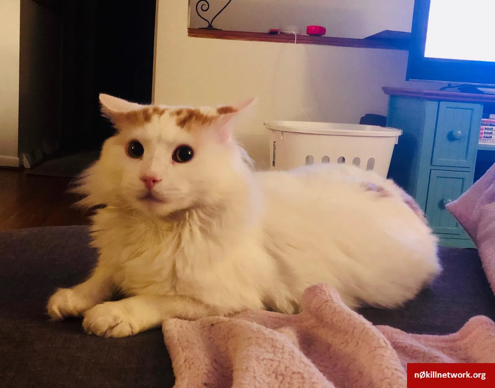 Lost cat in Asheville, NC, 28805