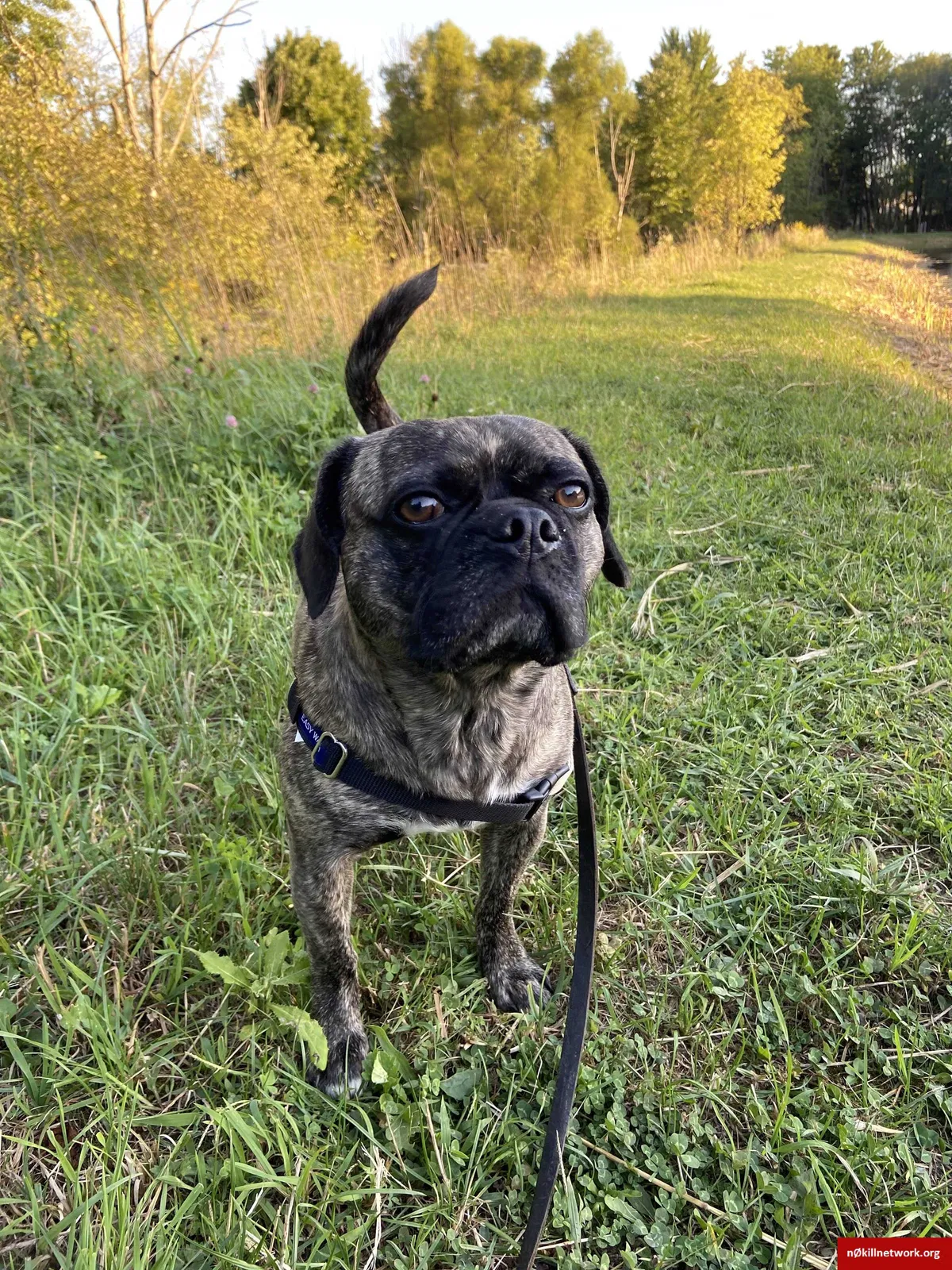 Lost dog in Mantua, OH, 44255