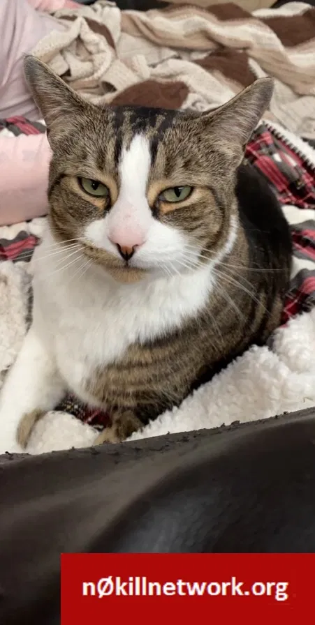 Lost cat in New Haven, CT, 6513