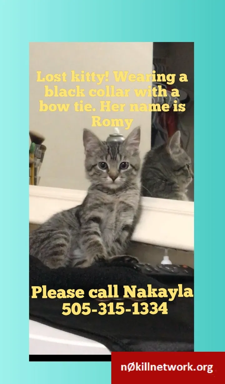 Lost cat in Albuquerque, NM, 87121