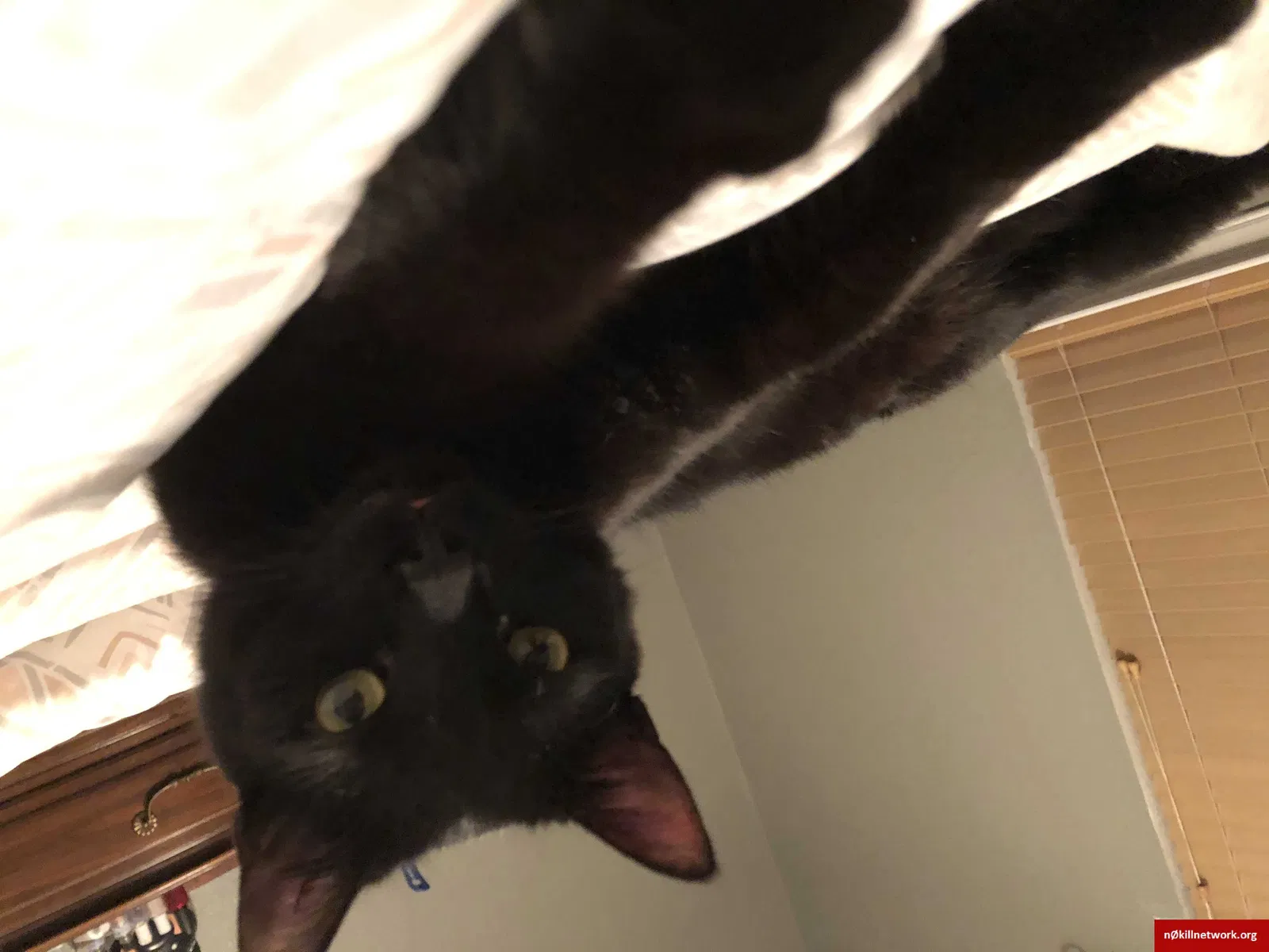 Lost cat in Albuquerque, NM, 87111